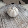Dekoratyvinis moliūgas 